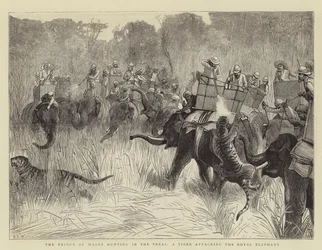 Der Prinz von Wales auf der Jagd im Terai, ein Tiger greift den königlichen Elefanten an
